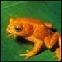 Presque rouge, cette grenouille, que signale-t-elle par cette couleur ?