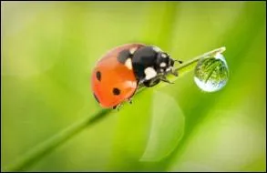 Dans l'imagination collective, elle est associe  un tre suprieur !