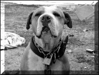 Qu'est-ce qui rapproche cet animal d'un col ?