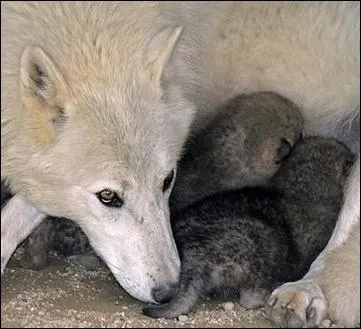 ... Mre Louve tait tendue, ___ gros nez gris tomb parmi ___ quatre petits. '