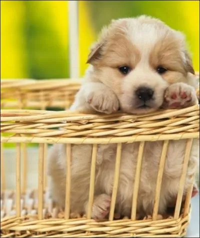 'Cette chienne vient d'avoir des petits. Ils dorment avec elle dans le panier qui se trouve dans notre grenier. ' Combien y a-t-il de dterminants dans cette phrase ?