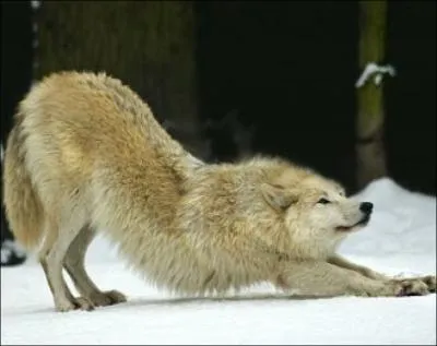 ... Pre Loup s'veilla de ___ somme journalier et dtendit ___ pattes.