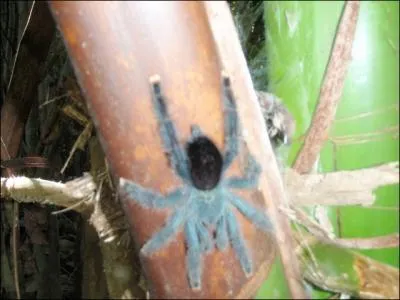 En dehors de la morsure, que peut faire une mygale pour se dfendre !