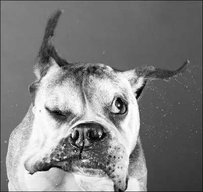 De qui descend cet animal ?