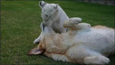 Le chien est beige clair et le lionceau est ...