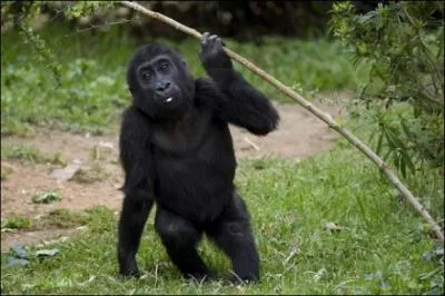 Leurs mains, malheureusement, peuvent servir de cendriers !