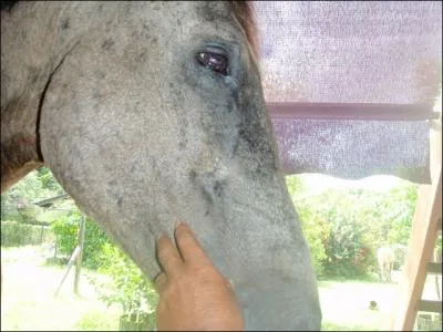 Il peut ruer dans les brancards !