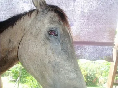 Combien voyez-vous d'quids sur cette photo ?