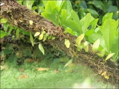 Cette branche sert d'autoroute  un animal, tous les jours, lequel ?