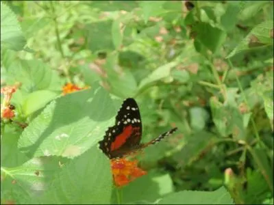 Qu'est-ce qui diffrencie un papillon de jour d'un papillon de nuit ?