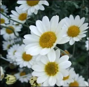 Comment se nomme cette fleur ?