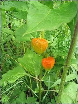 Comment l'appelle-t-on ?