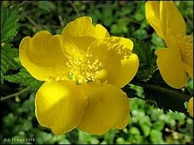 Quelle est cette fleur ?