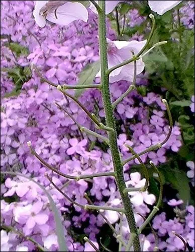 Comment se nomme cette fleur ?