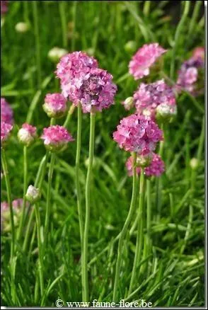 Quelle est cette fleur ?