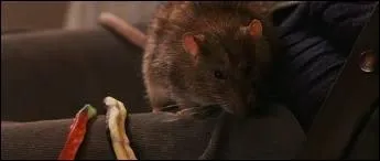 Qui est en ralit ce rat ?
