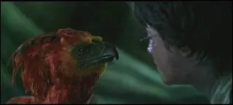 A qui appartient ce phnix ?