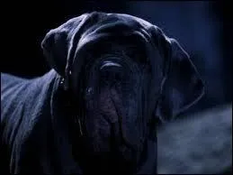 Comment s'appelle ce chien ?