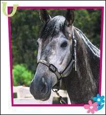 Comment s'appelle le cheval de la championne ?