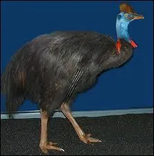 Quel est cet anilmal ?