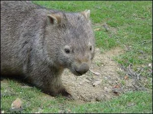 Quel est cet animal marsupial nocturne dont la dure de vie est de 19  27 ans ?