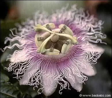 Quelle est cette magnifique fleur ?