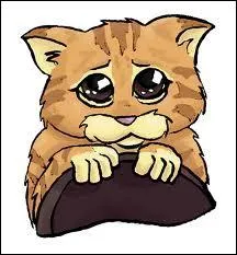 Que dit un chat qui rentre dans une pharmacie en toussant ?