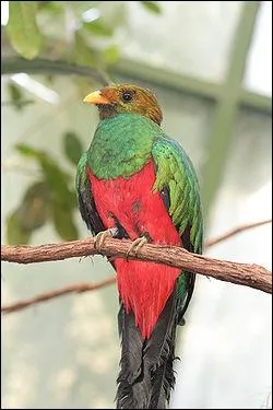 Quel est ce magnifique oiseau surnomm 'oiseau de libert car il meurt si on le met en cage ?