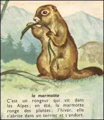 De quelle station de sports d'hiver isroise la marmotte est-elle la mascotte ?
