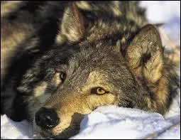 Qui a crit 'La mort du Loup' ?