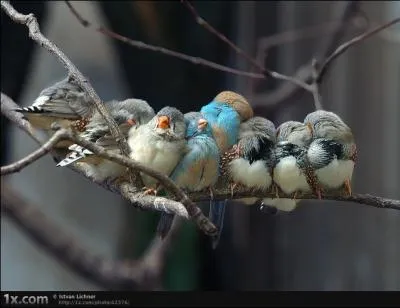 Combien comptez-vous d'oiseaux ?