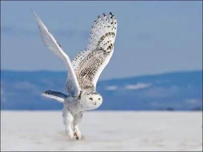 Mais enfin, mais qu'est-ce donc ?