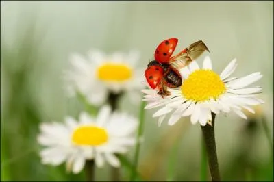Et sa nourriture prfre, vous la connaissez ?