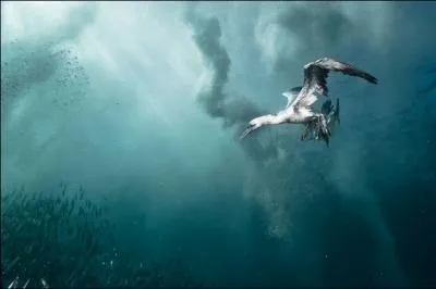 On le dit de Bassan, il n'est pas idiot du tout !