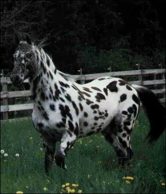 Cette race se nomme :