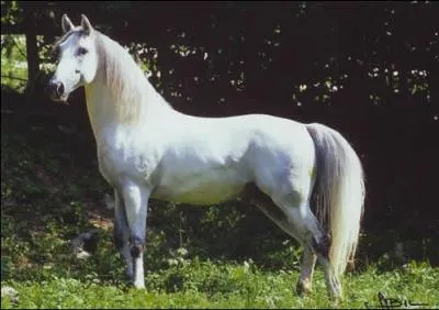 Comment s'appelle cette race ?