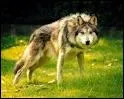 Comment s'appelle cette espce de loup ?