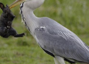 Quiz Les oiseaux de la rivire
