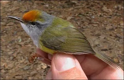 Comment s'appelle cet oiseau ?