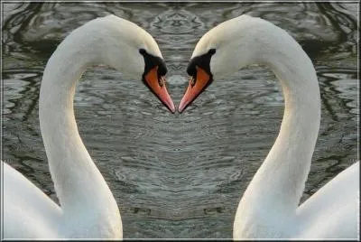 Comment s'appelle cet oiseau ?