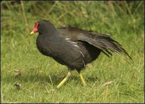 Comment s'appelle cet oiseau ?