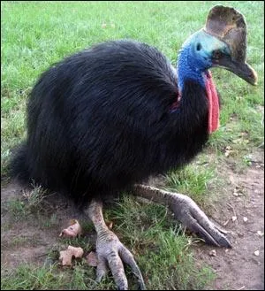 Comment se nomme cet oiseau ?