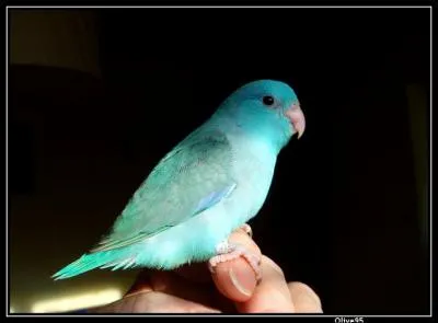 Comment s'appelle ce petit perroquet, proche de l'amazone,  front bleu ?
