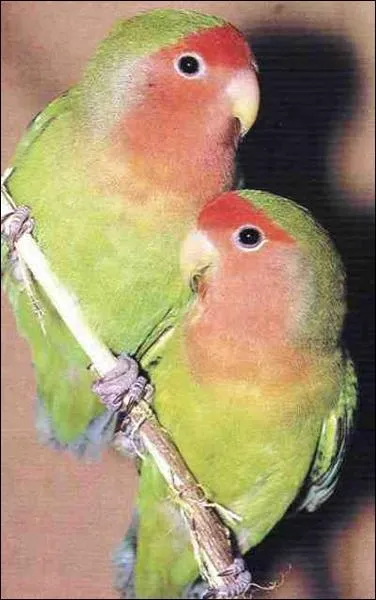 Et ceux-l, ce sont :