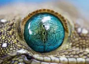 Quiz  quel animal correspond cet oeil ?