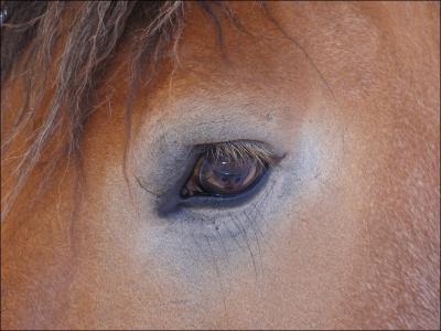 Quel est cet oeil ?