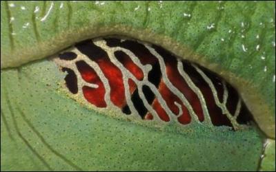  quel animal correspond cet oeil ?