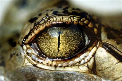  quel animal correspond cet oeil ?