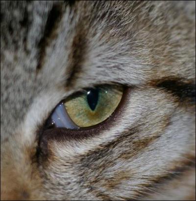  quel animal correspond cet oeil ?