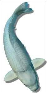 Quel nom porte cette varit ?